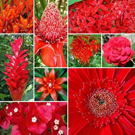 Set of red flowersの写真素材