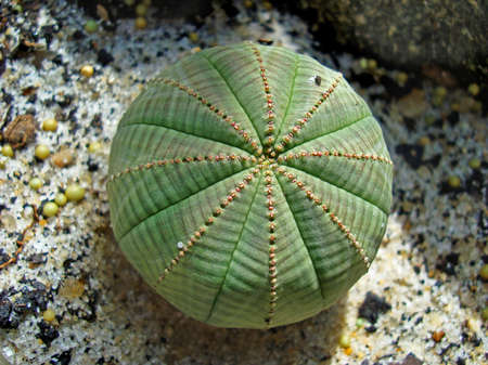 Succulent plant on garden (Euphorbia obesa)の写真素材