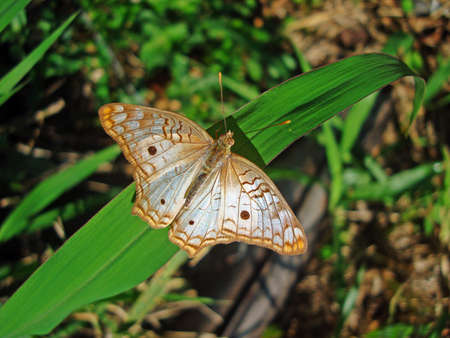 Butterfly on leaf, Rio de Janeiro