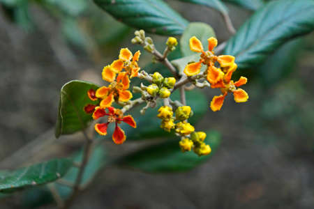 Orange wild flowers on tropical rainforest