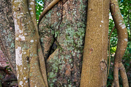 Tree trunk with lichen, Rio