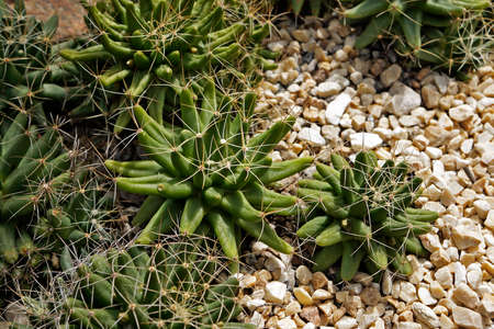 Succulent plants with thorns on garden