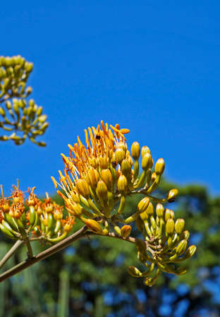 Yellow Agave flowers close upの写真素材