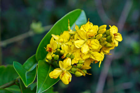 Wild yellow flowers (Ouratea floribunda)の写真素材
