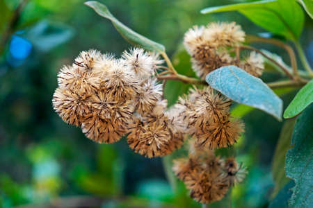 Wild flowers on tropical rainforest