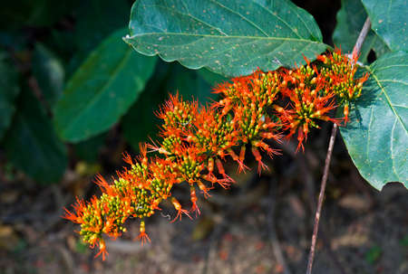 Orange Flame Vine or Chameleon Vine (Combretum coccineum)
