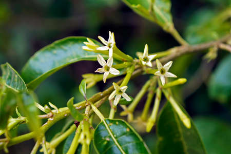 Wild white flowers on tropical forest