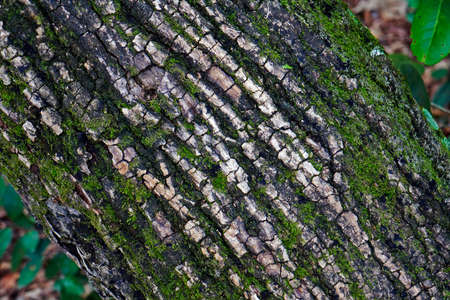Tree trunk texture on tropical rainforest