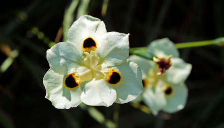 African iris or Fortnight lily flowers (Dietes bicolor)の写真素材