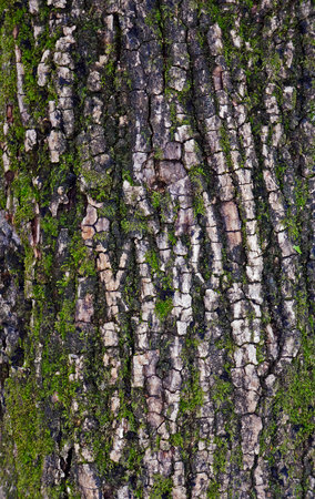 Tree trunk texture on tropical forest