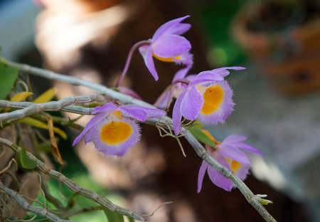Orchids in the greenhouseの写真素材