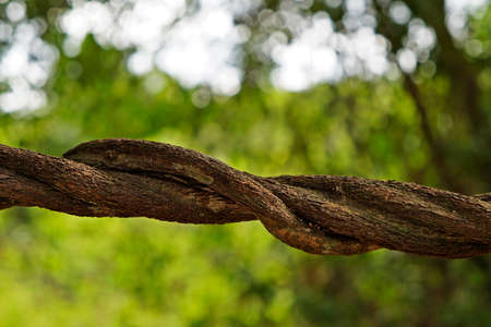 Liana in the tropican rainforestの写真素材