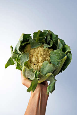 Fresh cauliflower on hand in a bright backgroundの写真素材