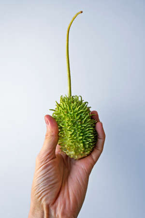 Maroon cucumber on hand in a bright background