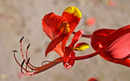 Pride of Burma flower (Amherstia nobilis)の写真素材