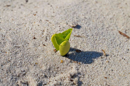 Beach bean plant germination (Carnavalia rosea)