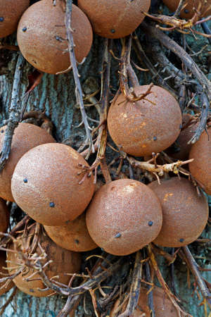 Cannonball tree fruits (Couroupita guianensis)の写真素材