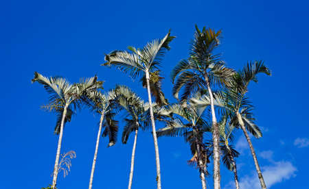 palm trees and blue skyの写真素材
