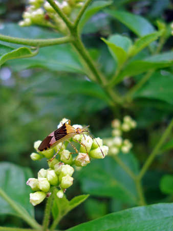 Stinkbug on flowersの写真素材