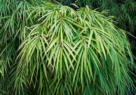 Bamboo leaves background (Bambusa gracilis)の写真素材