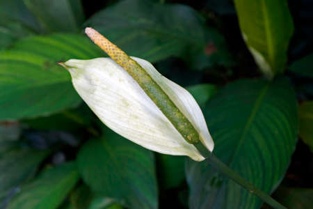 Peace lily flower (Spathiphyllum cannifolium)