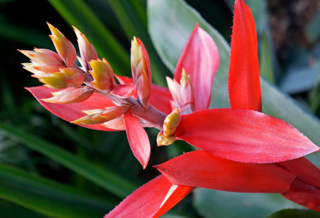 Bromeliad flower on tropical garden