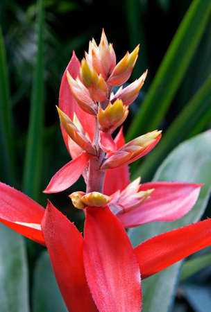 Bromeliad flower on tropical garden