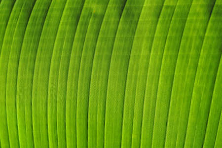 Heliconia leaf detail on garden