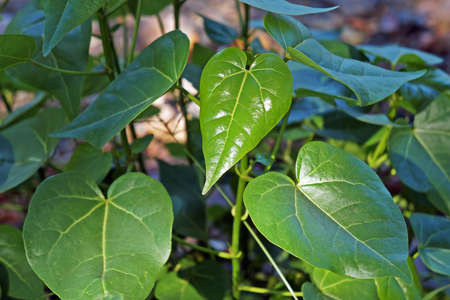 Beach hibiscus new leaves (Hibiscus tiliaceus)の写真素材