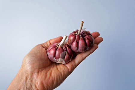 Garlics on hand in a bright backgroundの写真素材