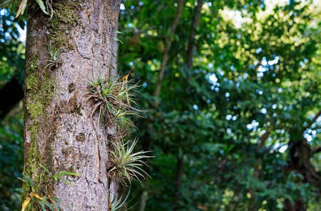 Epiphytic plants on tree trunk on tropical rainforestの写真素材
