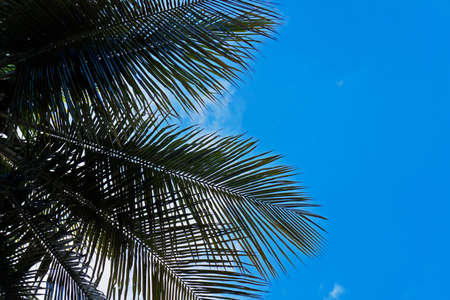 Palm tree leaves and blue skyの写真素材
