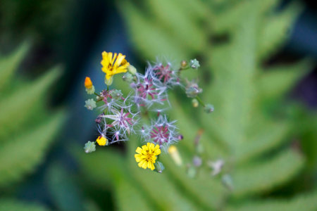 Wild yellow flowers (Crepis japonica)の写真素材