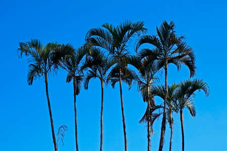 Palm trees and blue skyの写真素材