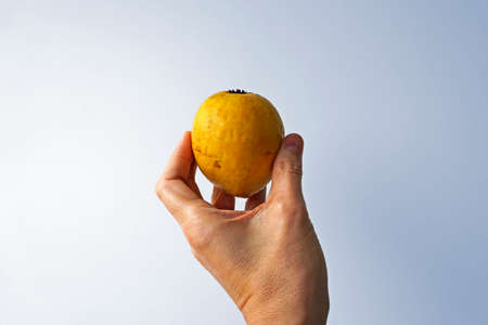 Guava on hand in a bright backgroundの写真素材