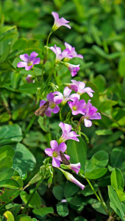 Pink-sorrel flowers (Oxalis articulata) on gardenの写真素材