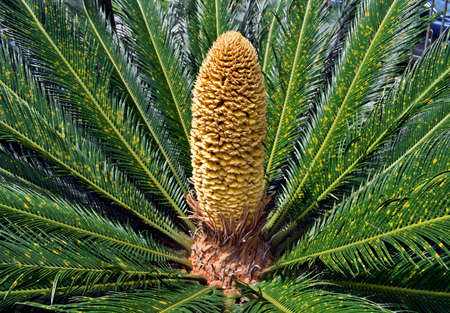 Male cone of sago palm (Cycas revoluta)の写真素材