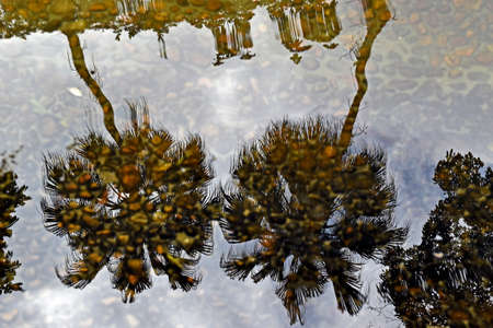 Palm trees reflected in lake water, Rio de Janeiro, Brazilの写真素材