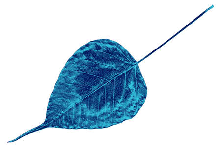 Illustration leaf in blue tones on white backgroundの写真素材