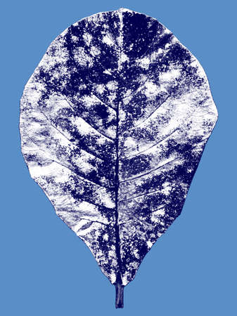Leaf illustration in navy and white on blue backgroundの写真素材