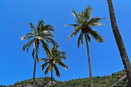 Coconut trees and blue sky, Rioの写真素材