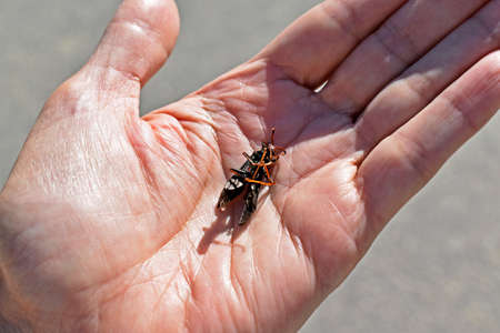 Dead wasp (Pepsis fabricius) on hand