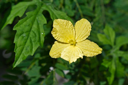 Bitter melon flower (Momordica charantia) on tropical forestの写真素材