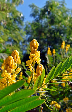 Candle Bush flowers or Candelabra Bush flowers (Senna alata)