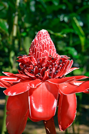 Red torch ginger flower (Etlingera elatior)