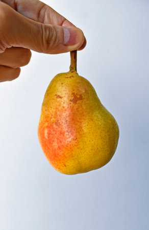 Yellow pear on hand in a bright background