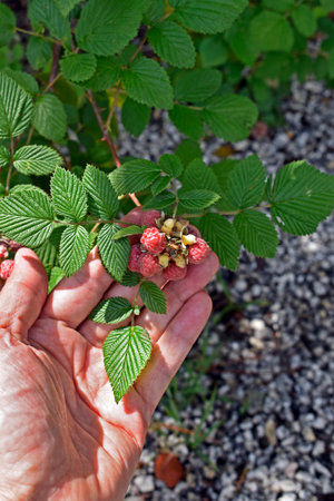 Mysore raspberry, Ceylon raspberry or hill raspberry (Rubus niveus) fruits on hand