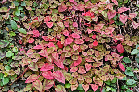 Pink globe amaranth leaves (Gomphrena globosa) on wall