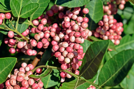 Brazilian peppertree fruits (Schinus terebinthifolius)