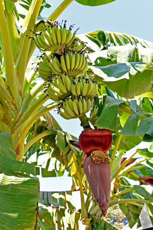 Bunch of green bananas on tree in Ribeirao Preto, Sao Paulo, Brazilの写真素材